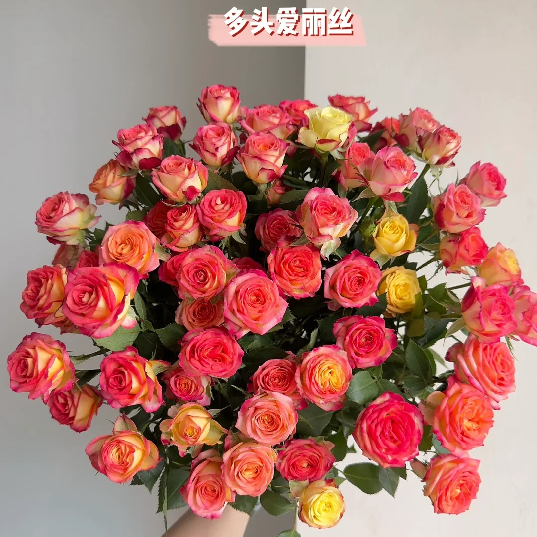 【新疆鲜花次日达】爱丽丝多头玫瑰10枝装-花鲜达家居养花插花新疆生活鲜花全场两单包邮送货上门今天拍明天到