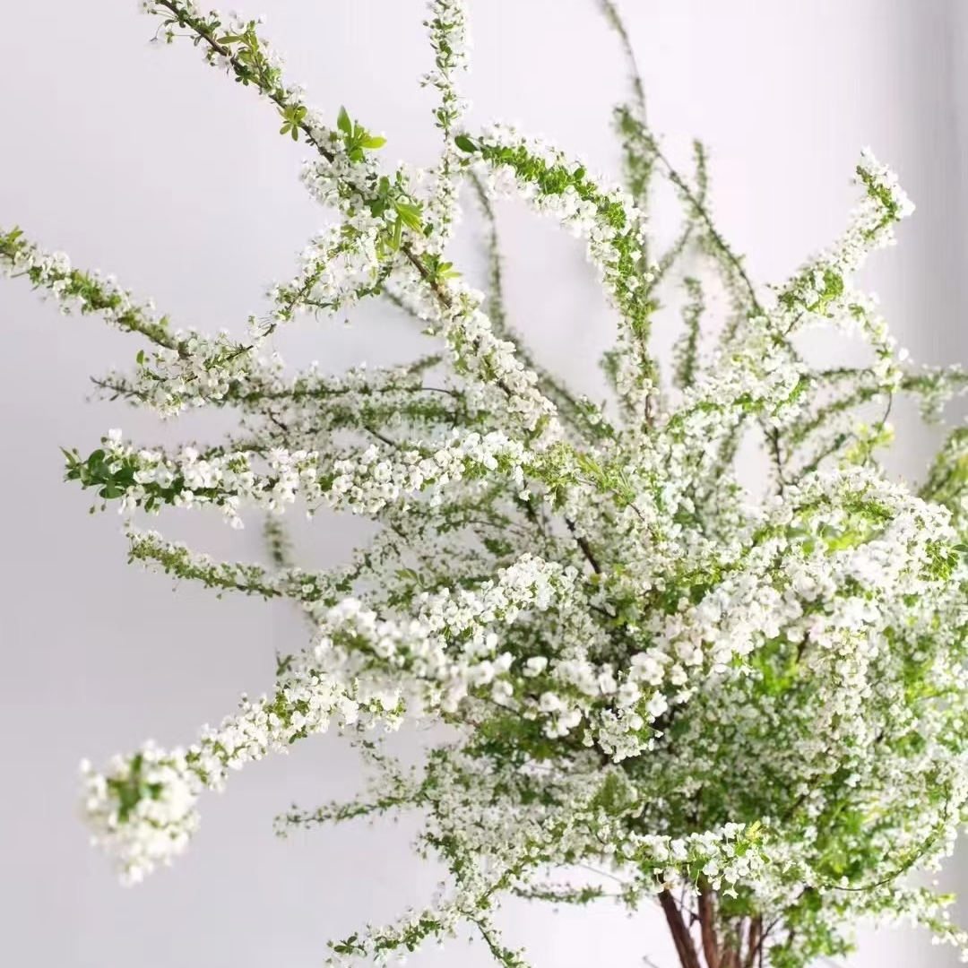 【雪柳】 稀缺小众 高端品种 花期长   鲜切花