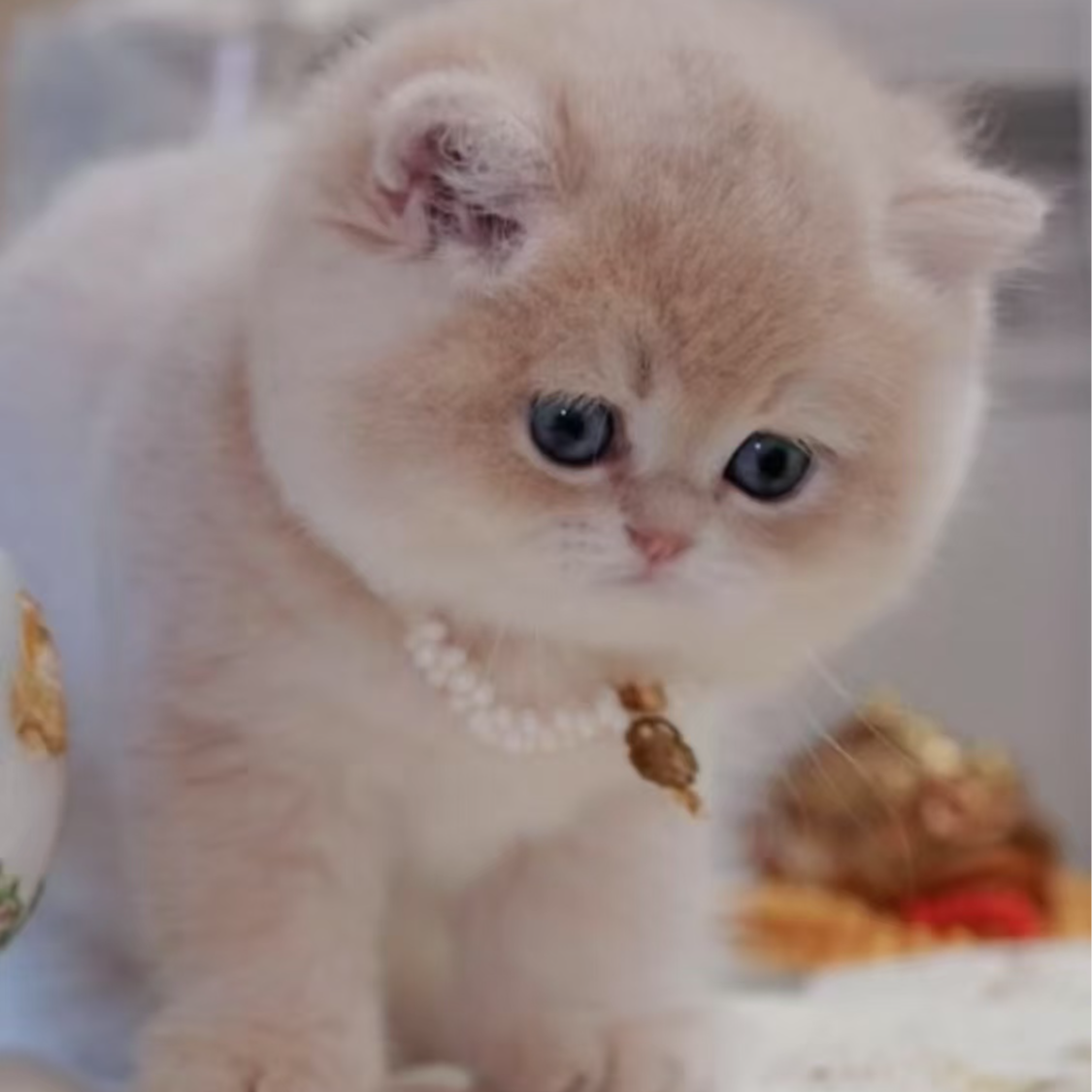 【希姆兰猫舍】 金渐层蓝金紫金活体猫咪