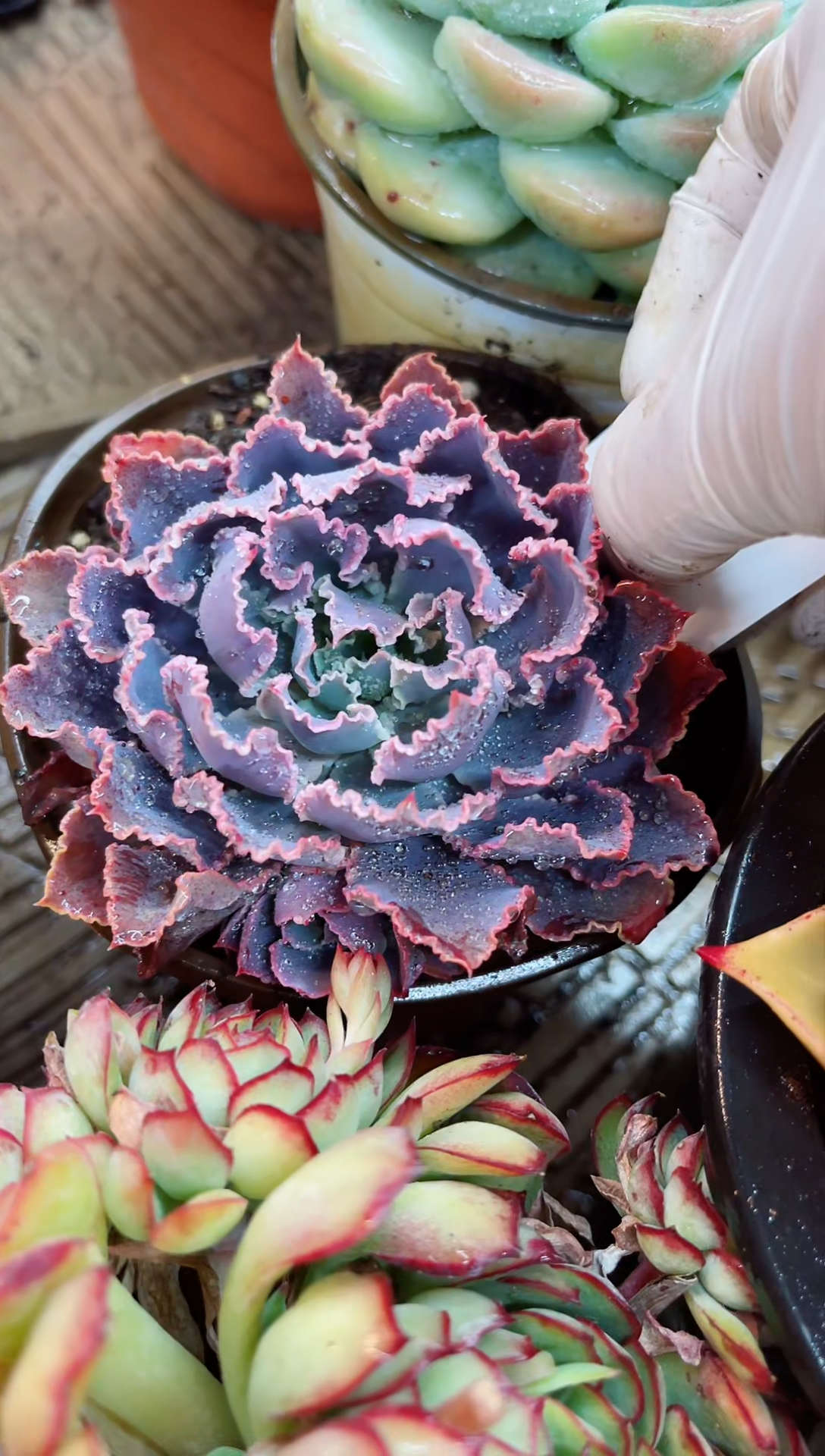 【闪购商品】03140