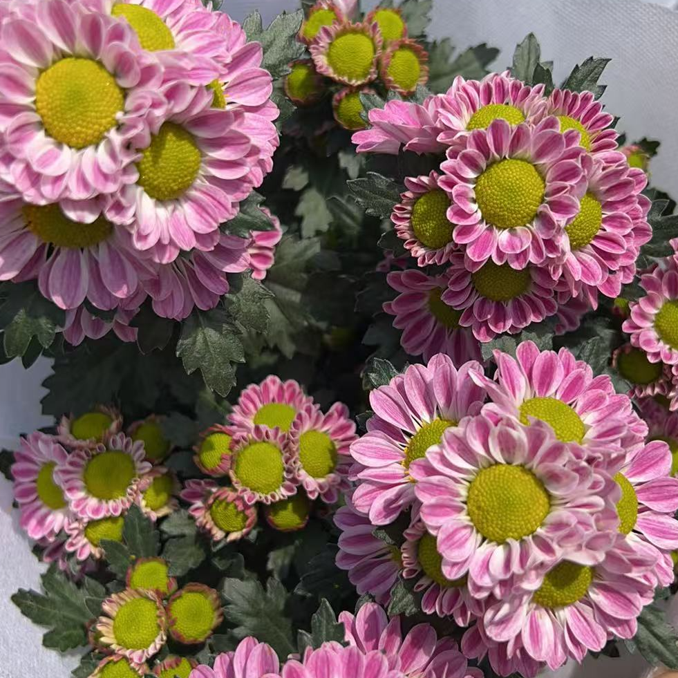 【鲁一尼雏菊】荷兰菊盆栽花期长颜值高适合阳台庭院种植