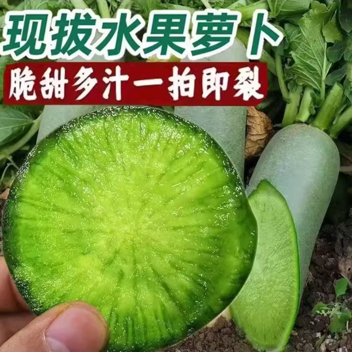 【正宗潍县水果萝卜-凤儿2】生吃沙窝水果萝卜产地直采24小时到家送礼头茬