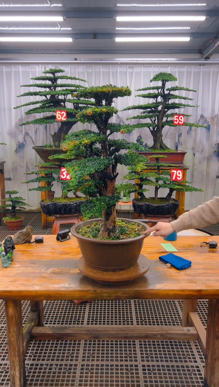 无花朵c****y精品盆景直播间一物一拍