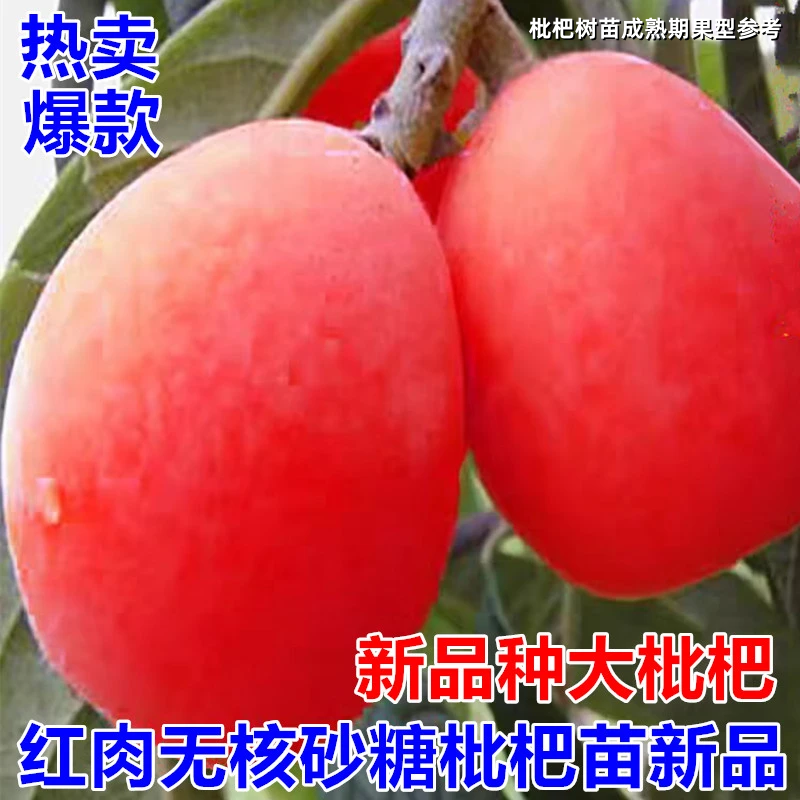 【枇杷树苗】红肉无籽无核砂糖枇杷苗新品南方北方抗旱耐寒果树苗