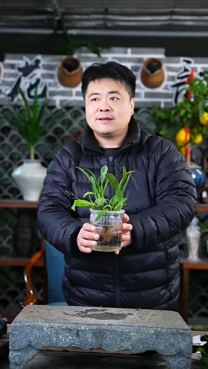 完全开放梦香兰154T