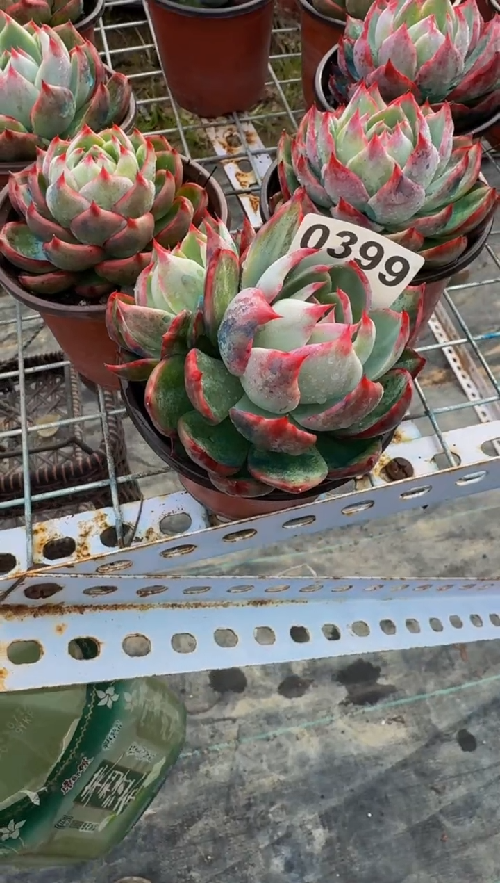【闪购商品】0399惊鸿仙子（裸根发货）（不包整）