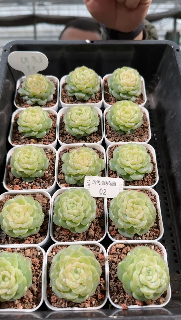 1225-02无尽灯单头多肉量拍任意发一颗群生不包整