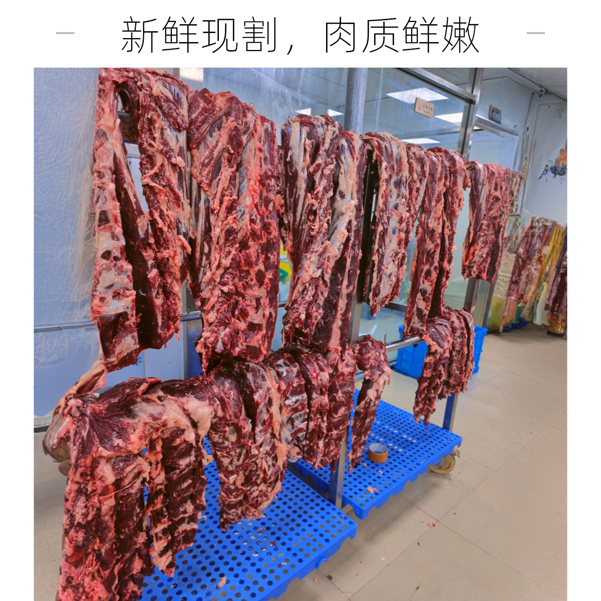 红秦川肥母牛肉现场称重（改单）