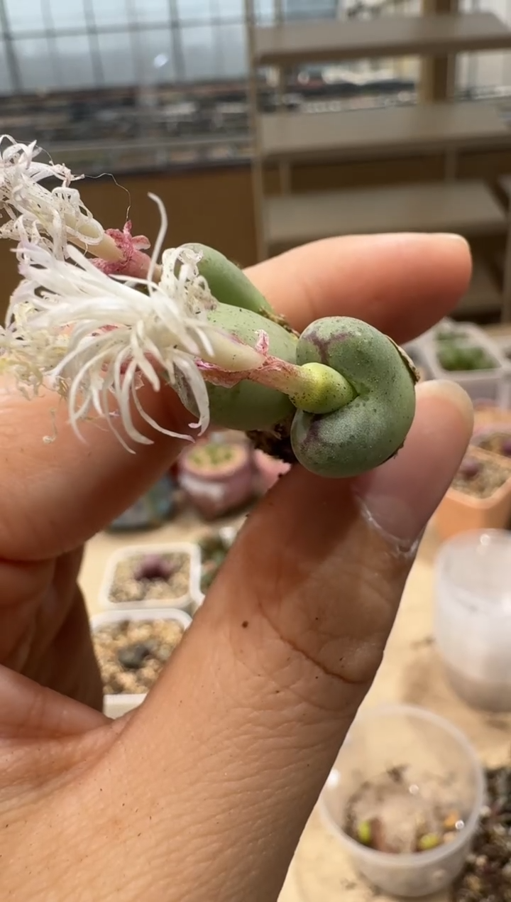 寒**雨6-127多肉植物肉锥