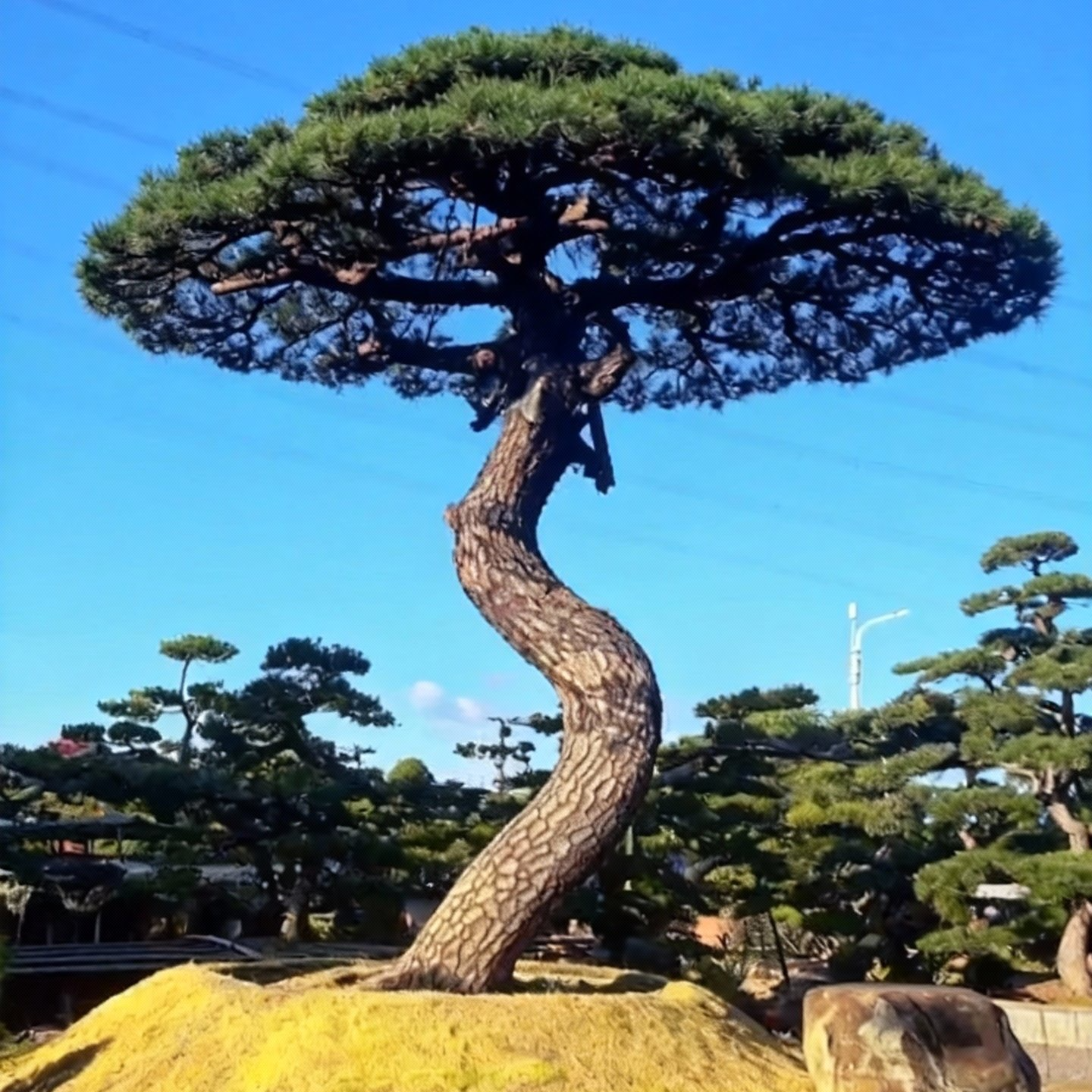 一物一拍直播链接迎客黑松室外外绿植盆栽四季常青耐寒好养