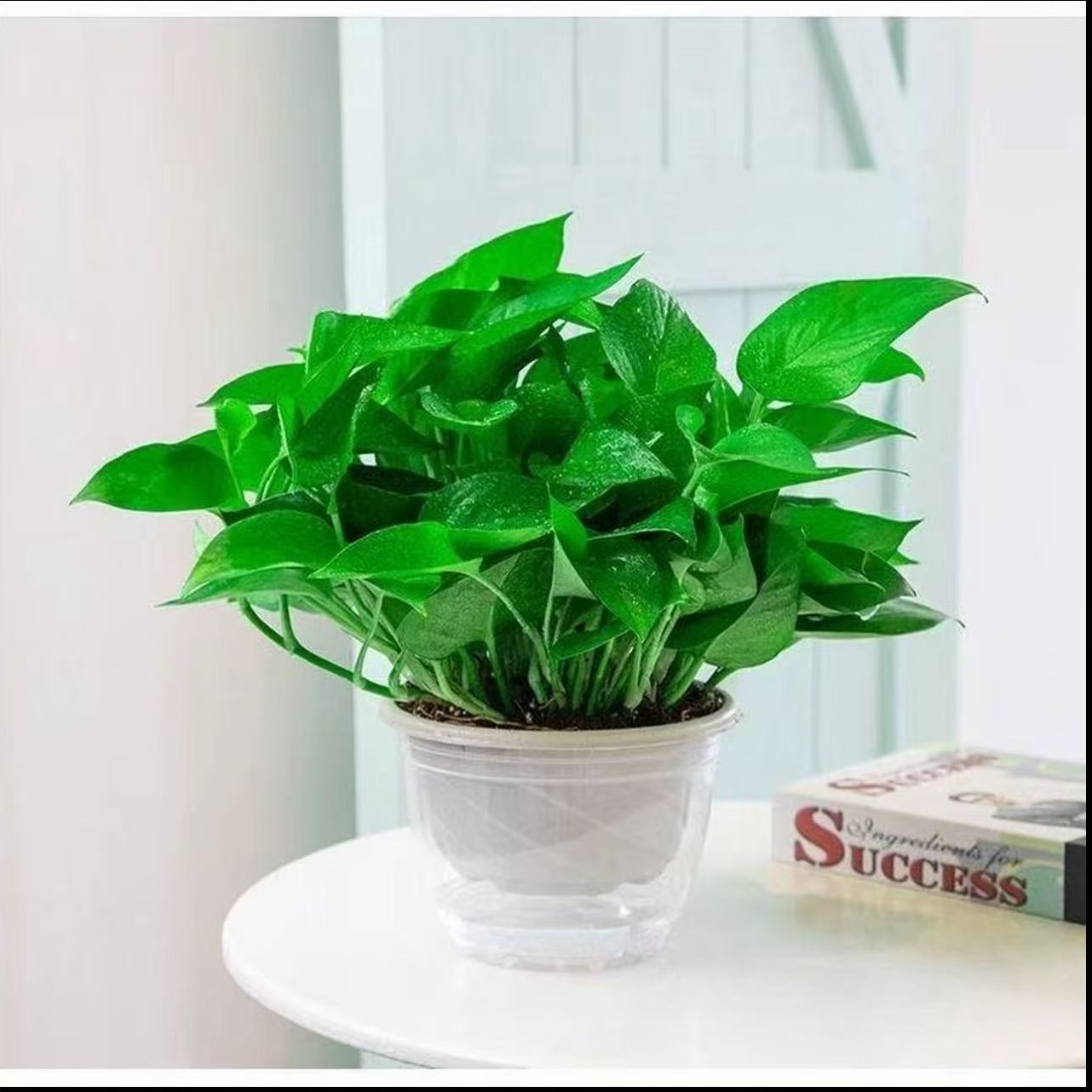 ZY【新粉福利】180绿萝新房除甲醛净化空气室内盆栽好花卉绿植盆栽