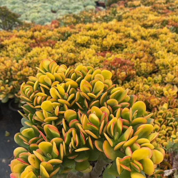 黄金玉树 精品多肉植物 新手好栽 好养 云南发货