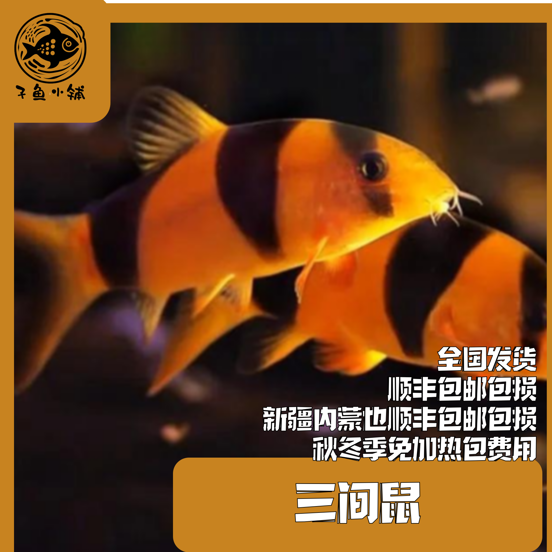 子鱼小铺甄选 三间鼠