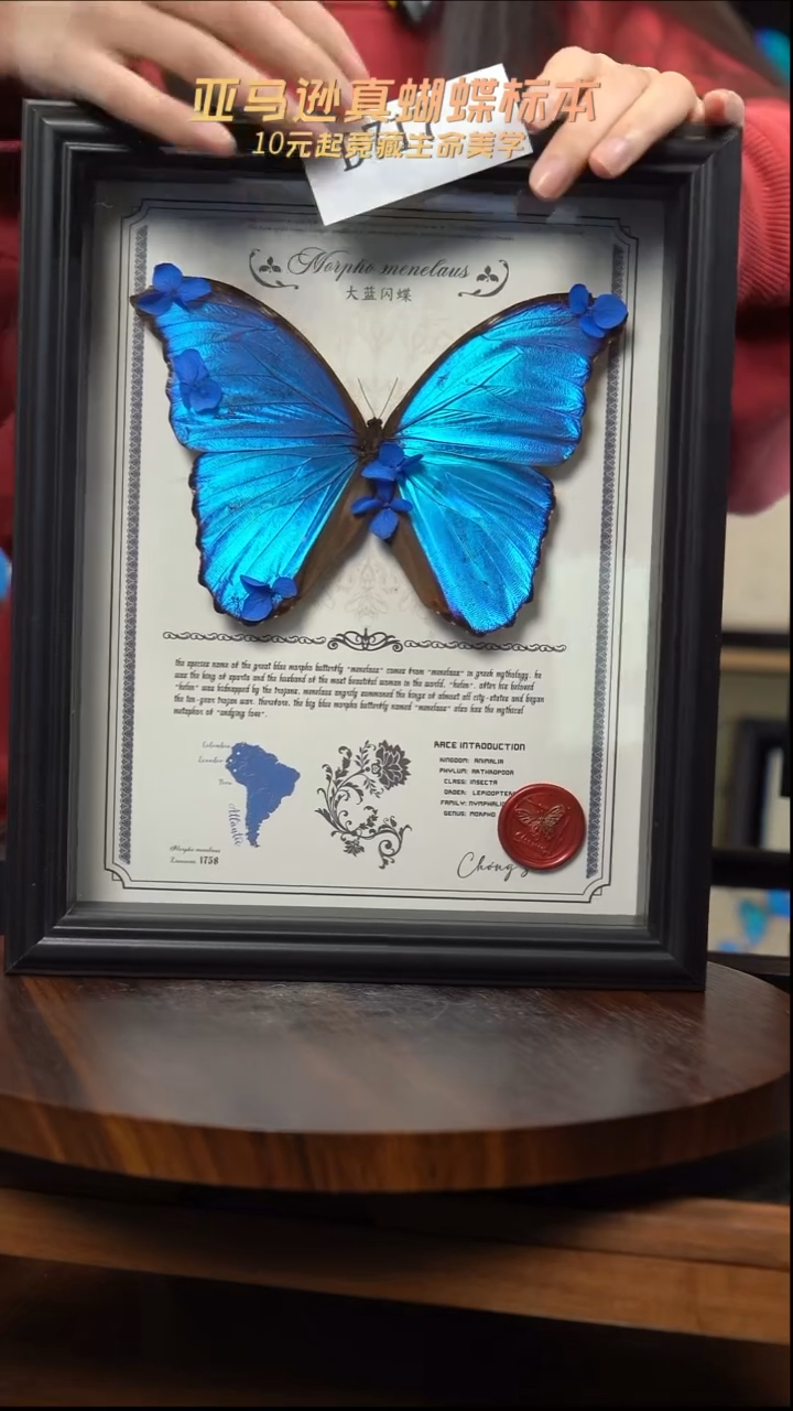 微瑕蝴蝶标本摆件一口价d717