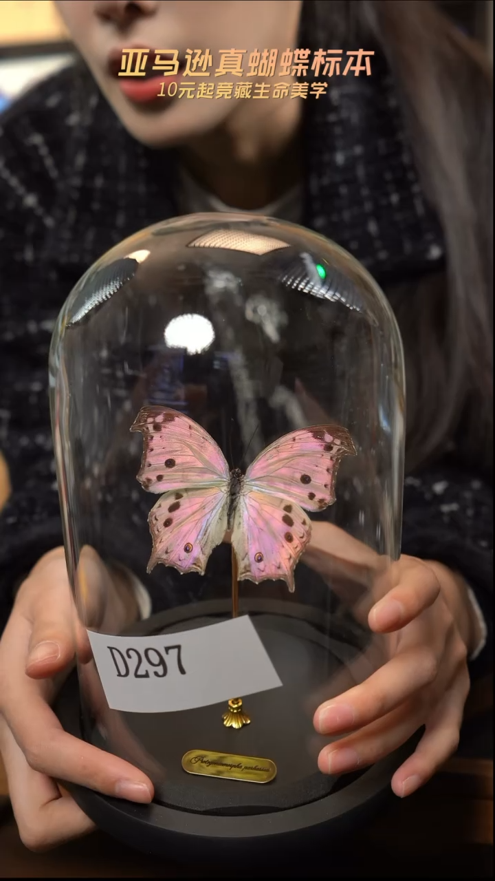 蝴蝶标本摆件竞拍d297