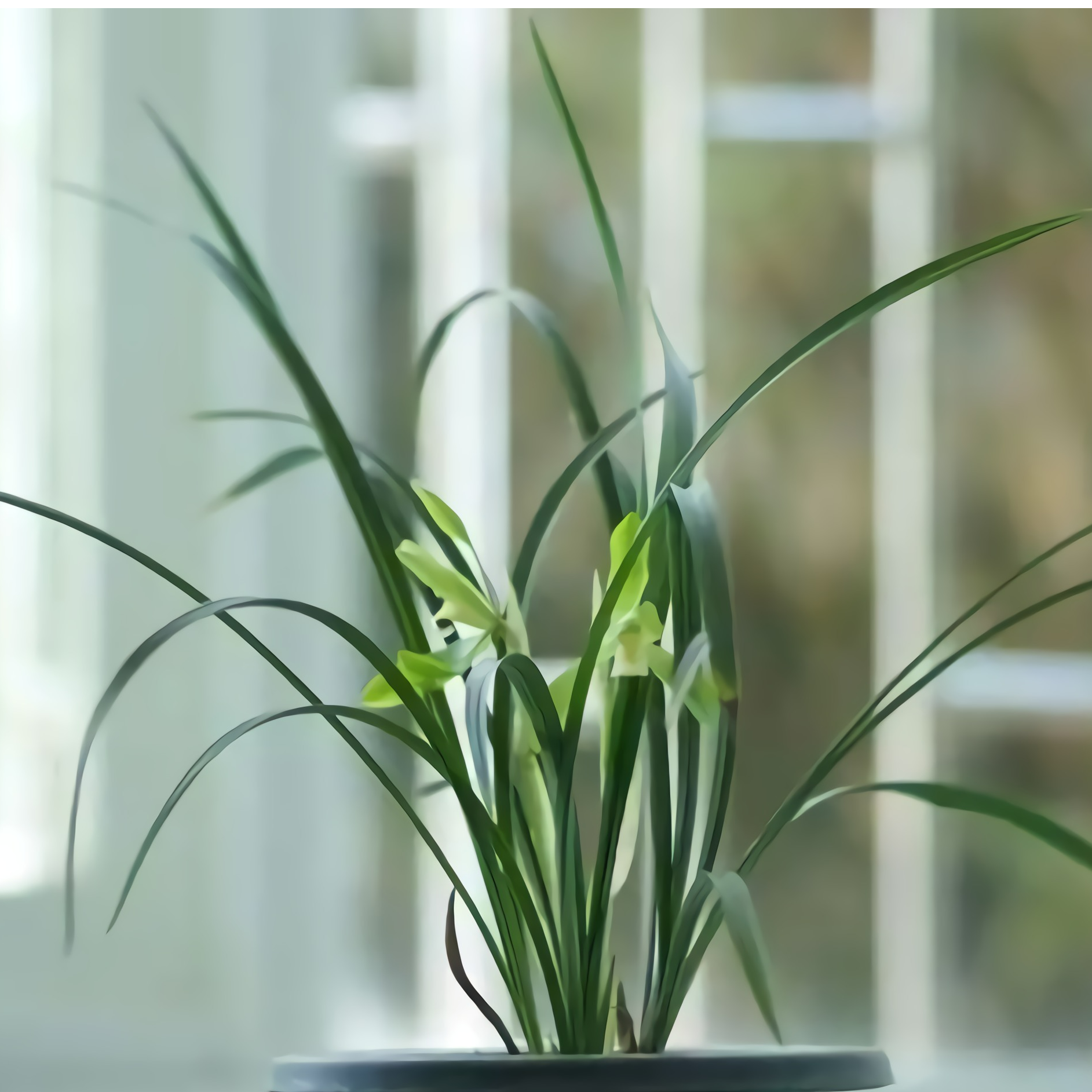 春兰---白花素心