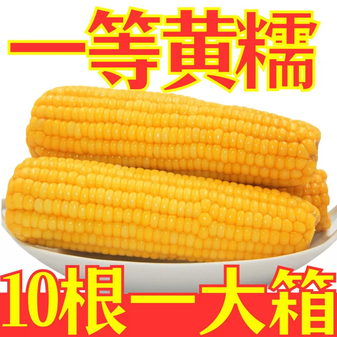 （试吃2根）正宗黄糯玉米东北整箱10根一箱