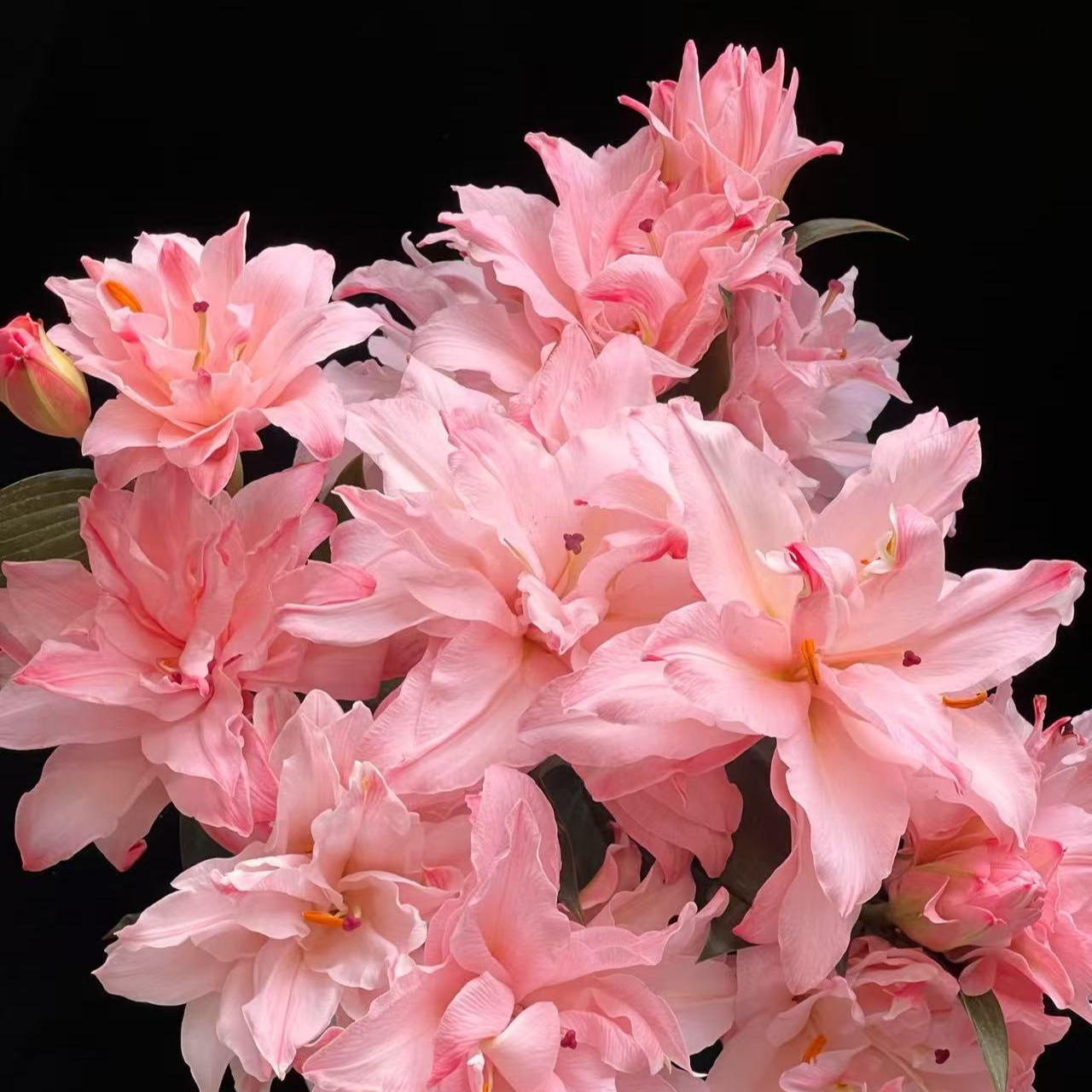 【布朗尼】多头重瓣百合 橘子柠檬清香 小清新 粉色 颜色鲜艳