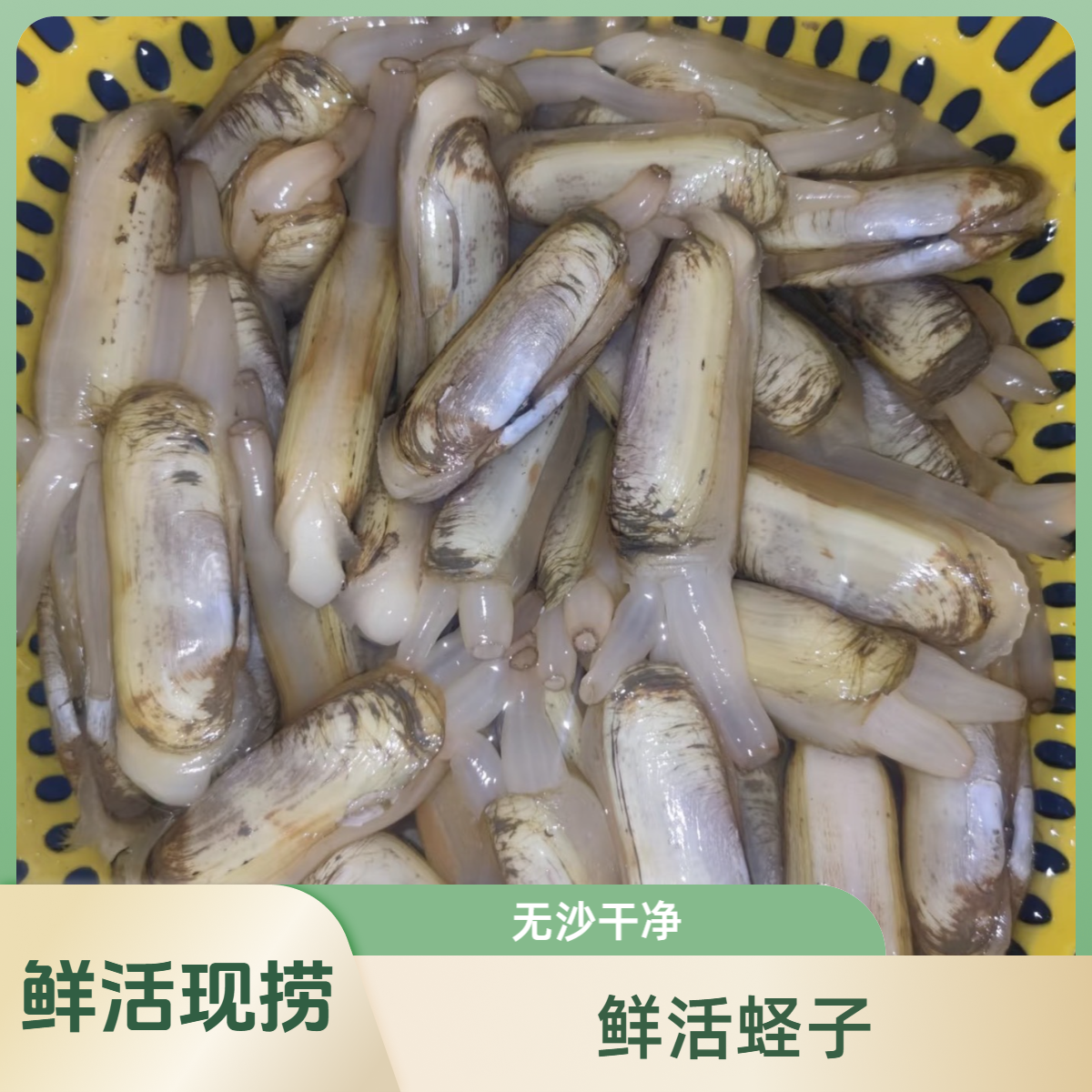 新鲜鲜活蛏子2斤现捞干净无沙同城配送顺丰包邮送货上门