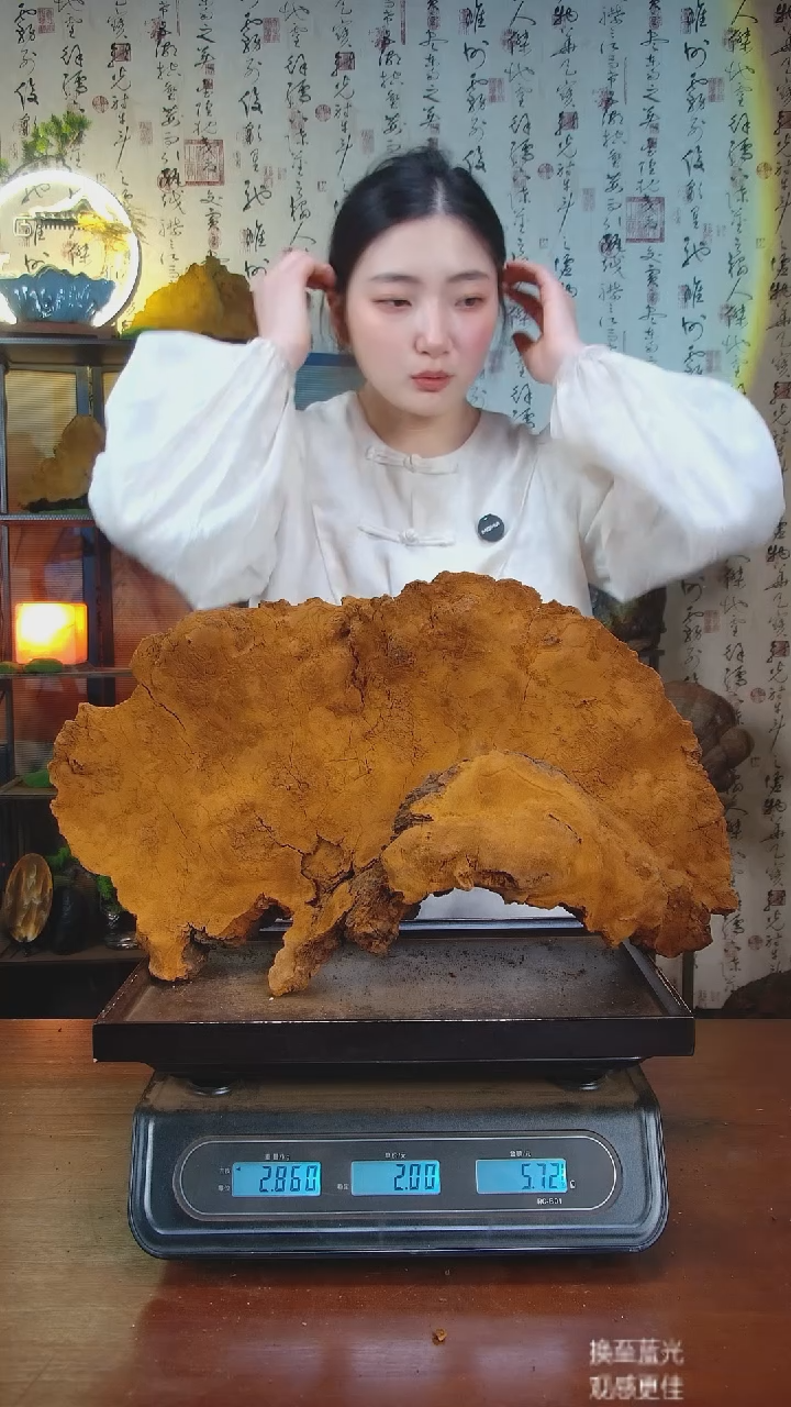 松针层孔菌中国大陆【藏区 野生】松树桑黄（5.72斤）60-70年份