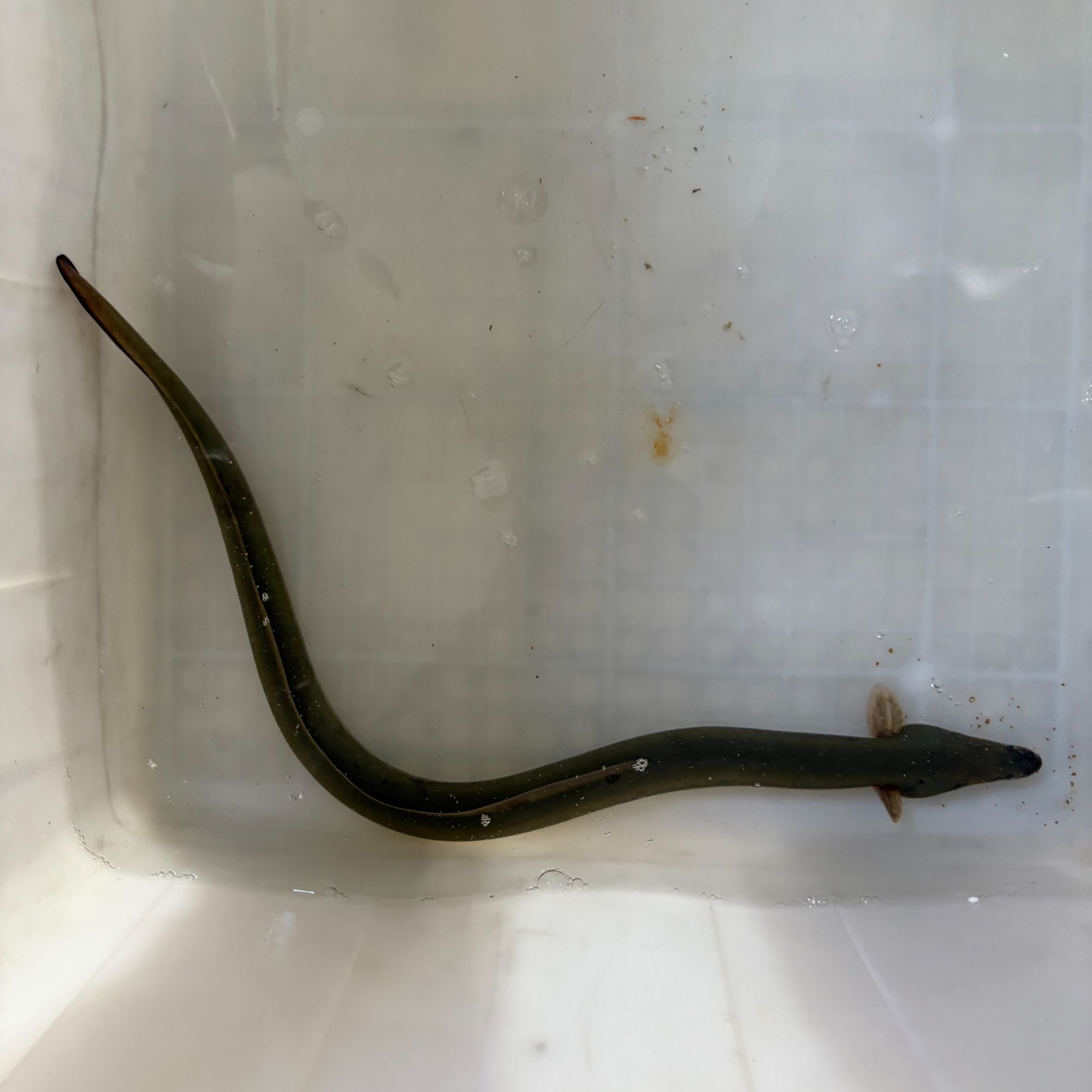 直播间一物一拍生鲜淡水河鳗食用包活（有伤介意勿拍）