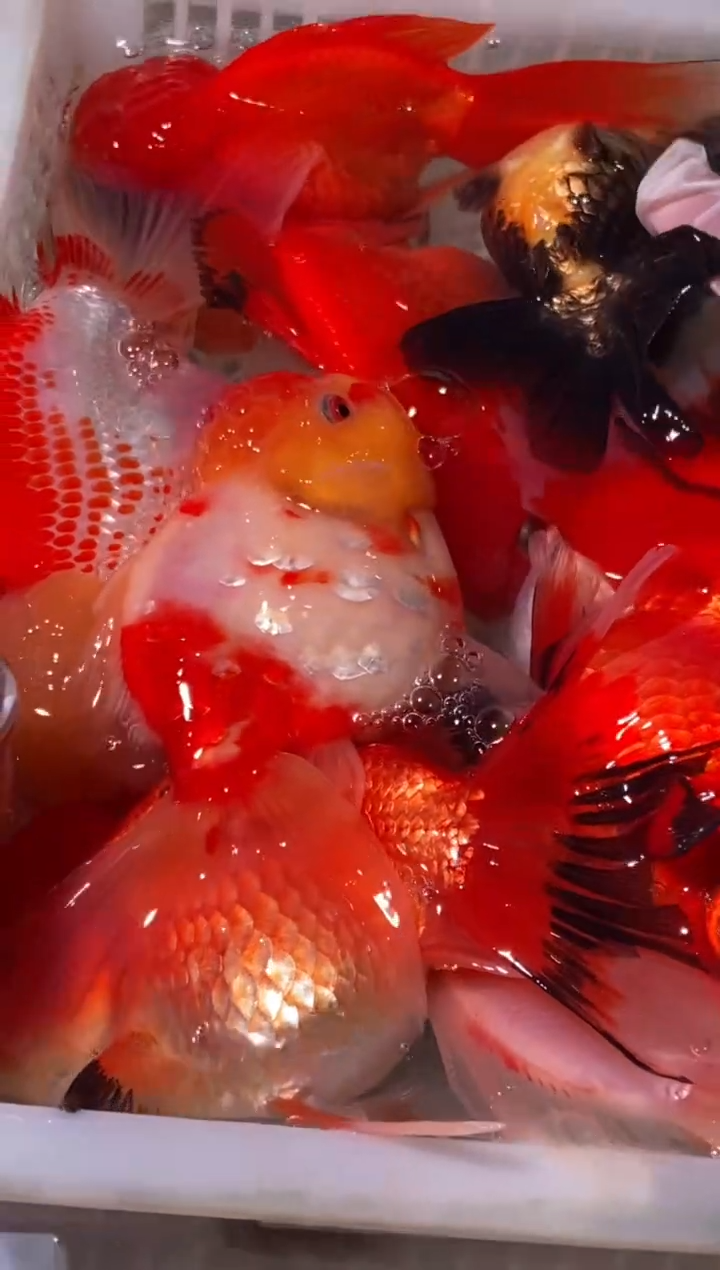 金鱼鱼之源一物一拍链接/无开箱视频不售后9