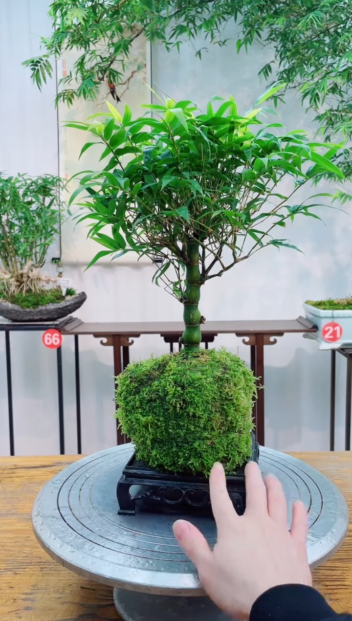 无花朵竹子盆景竹子盆景