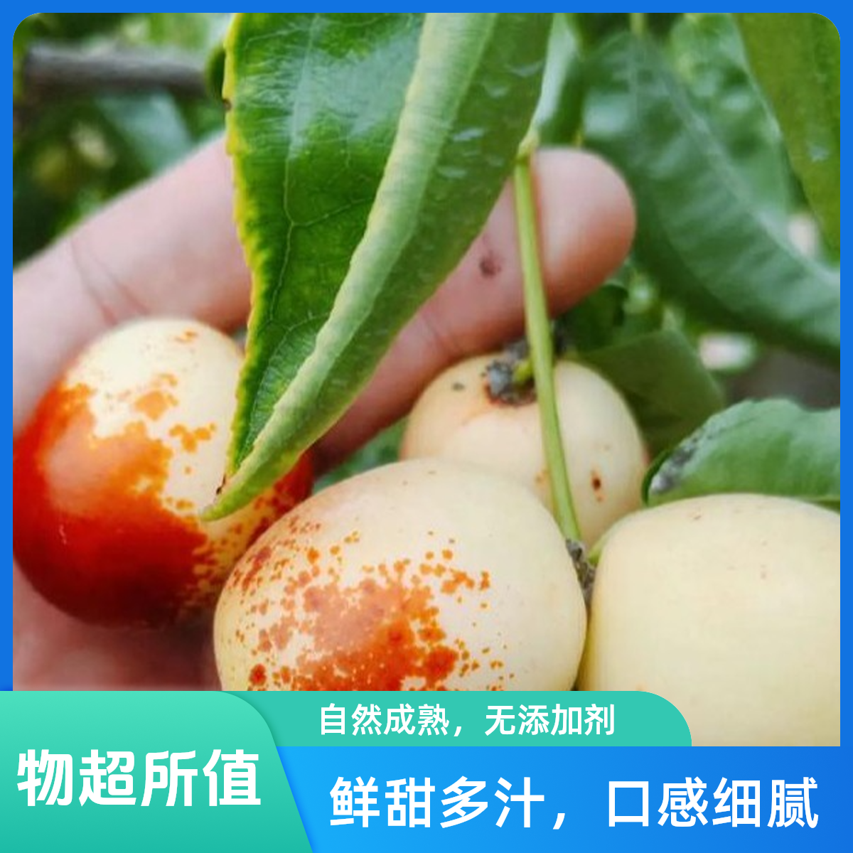 8月26日MM【顺丰冷链】陕西大荔冬枣新鲜采摘到家5斤陕西省