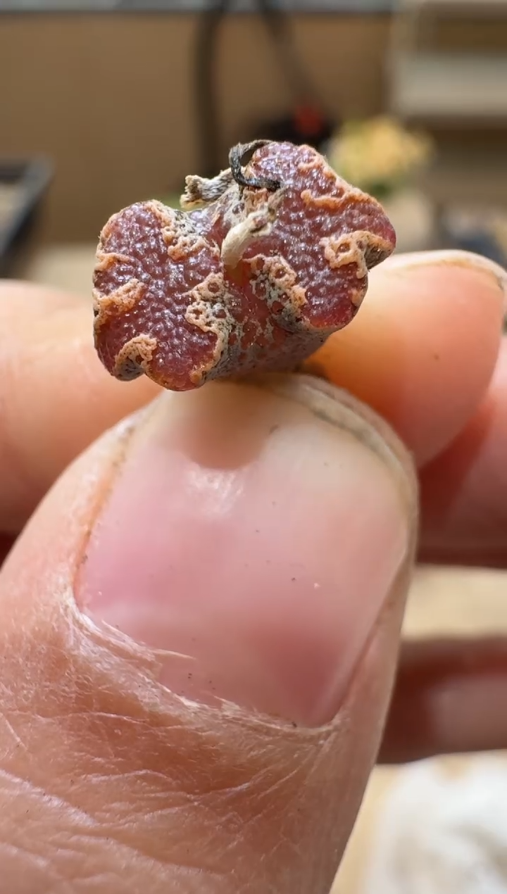 多肉植物肉锥3-268