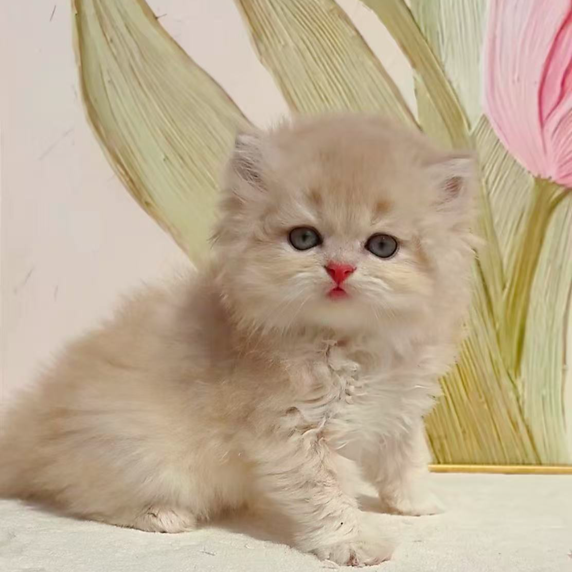 赵小喵猫舍(自家繁育)