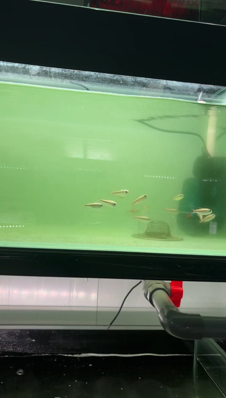 A****房14条白金红月