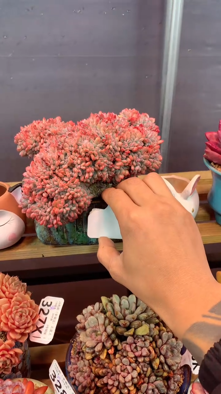 335X（一物一拍，精品多肉，w所见即所得 ）