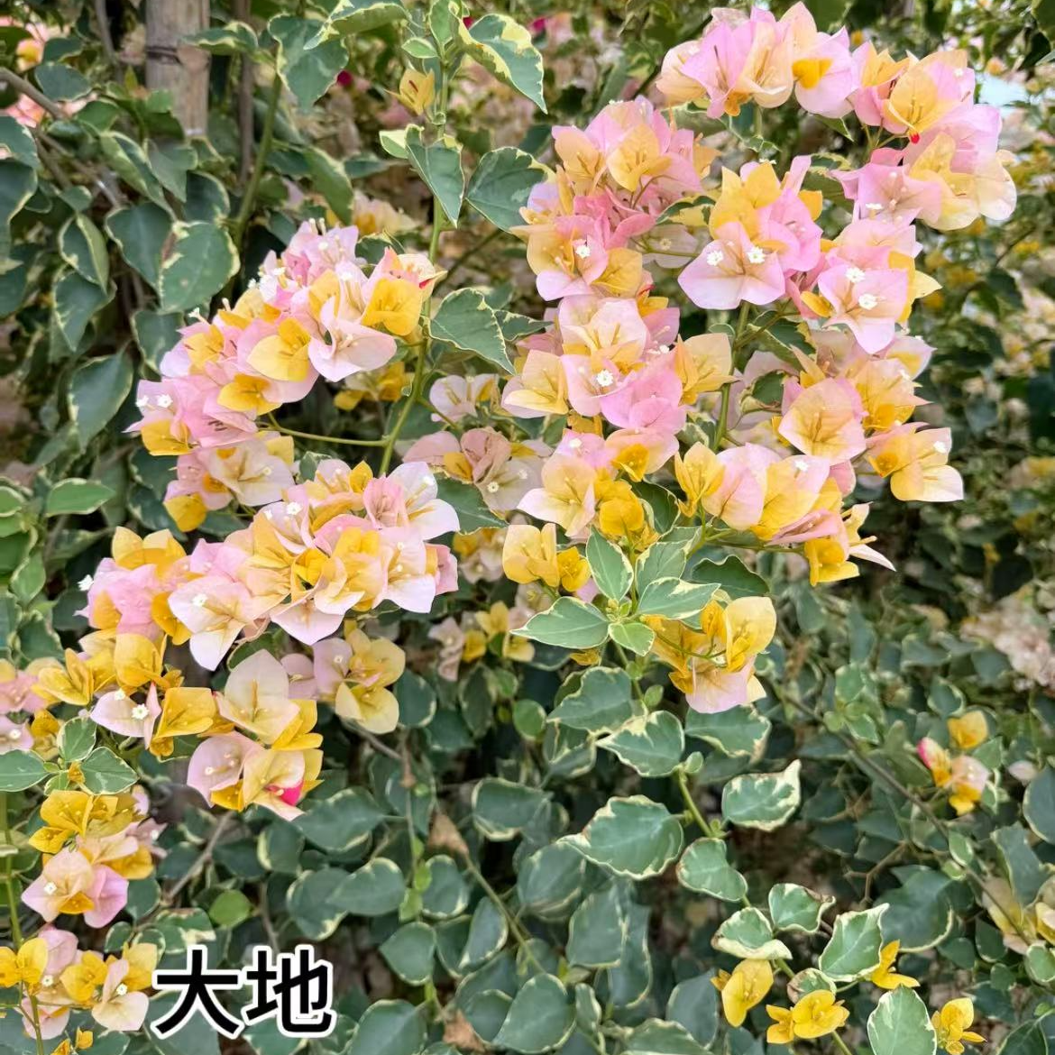 【黄马斯】三色马斯原生袋苗包对版 