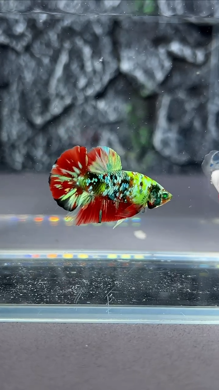 斗鱼竞拍链接A030