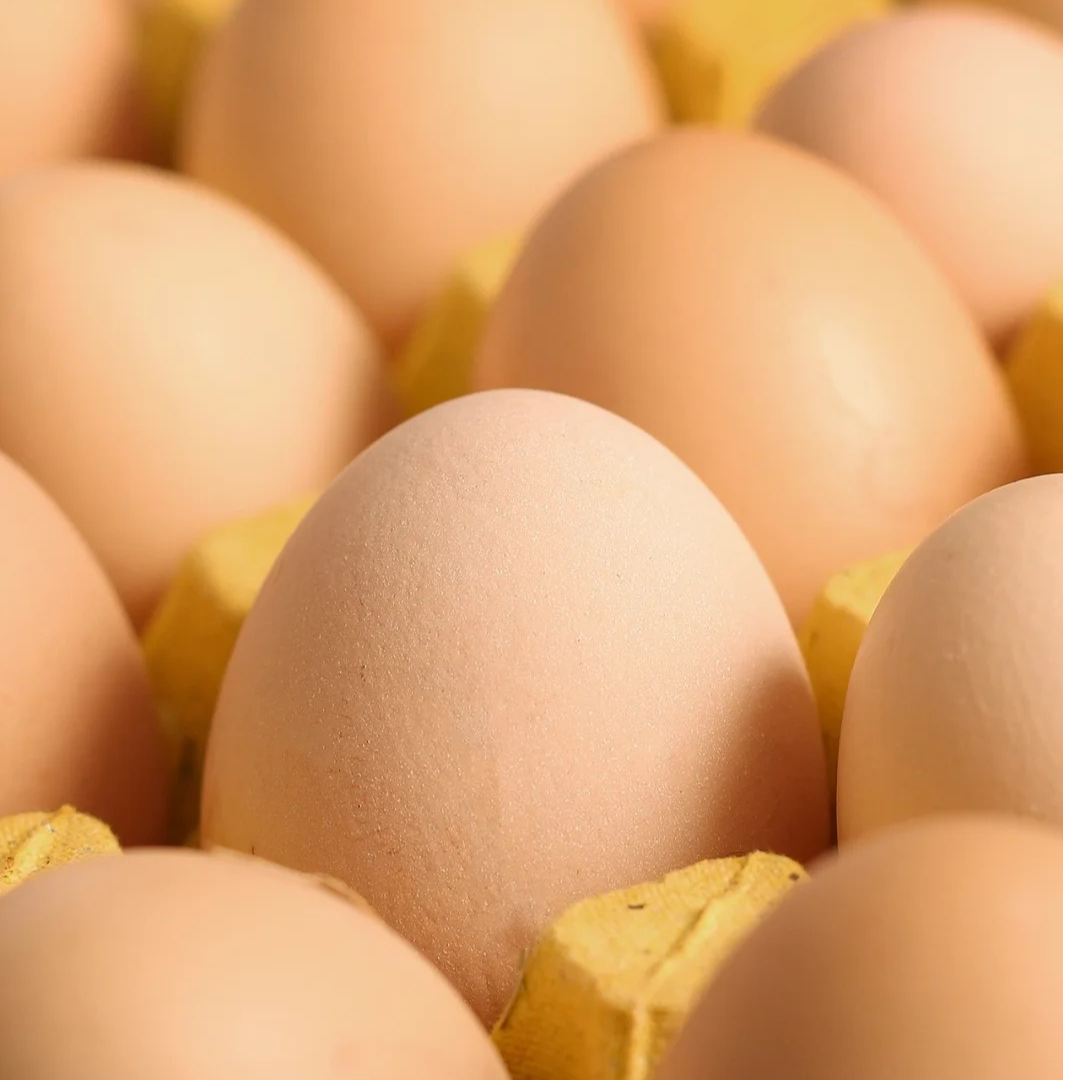 湖南农家新鲜土鸡蛋绿壳鸡蛋