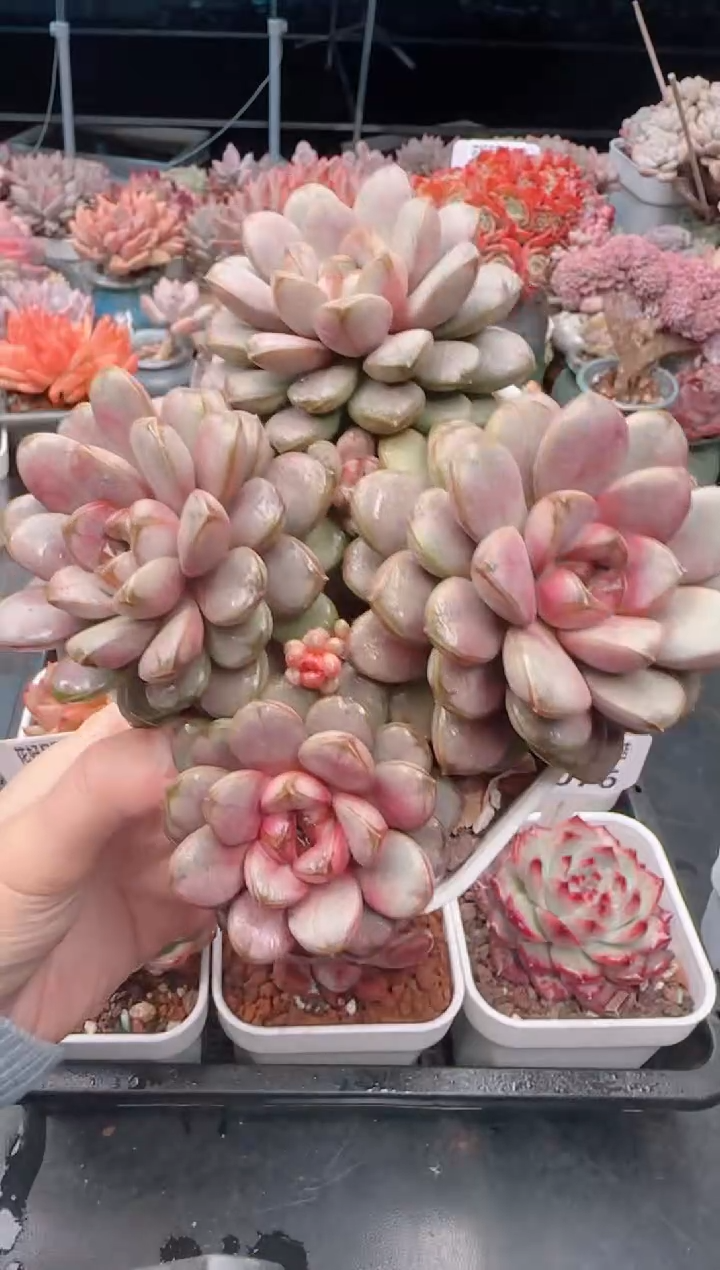 【闪购商品】5080葡萄