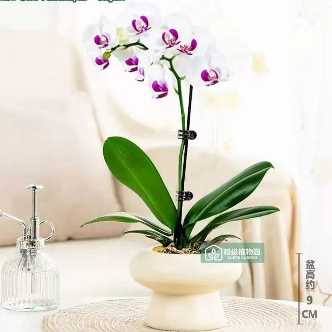 【茶花女带盆】带花带盆蝴蝶兰组好伴手礼适合婚礼客厅美化装饰