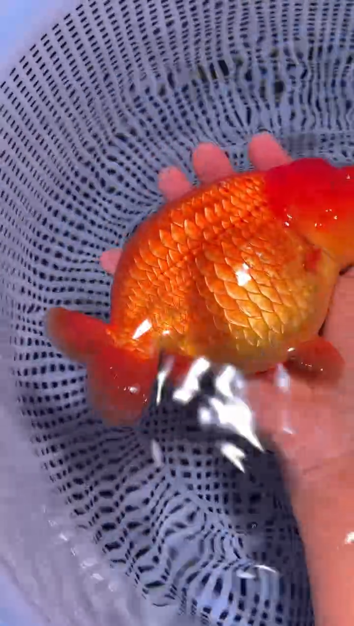 金鱼（运费到付，马印灯下展示）福州追鱼兰寿金鱼