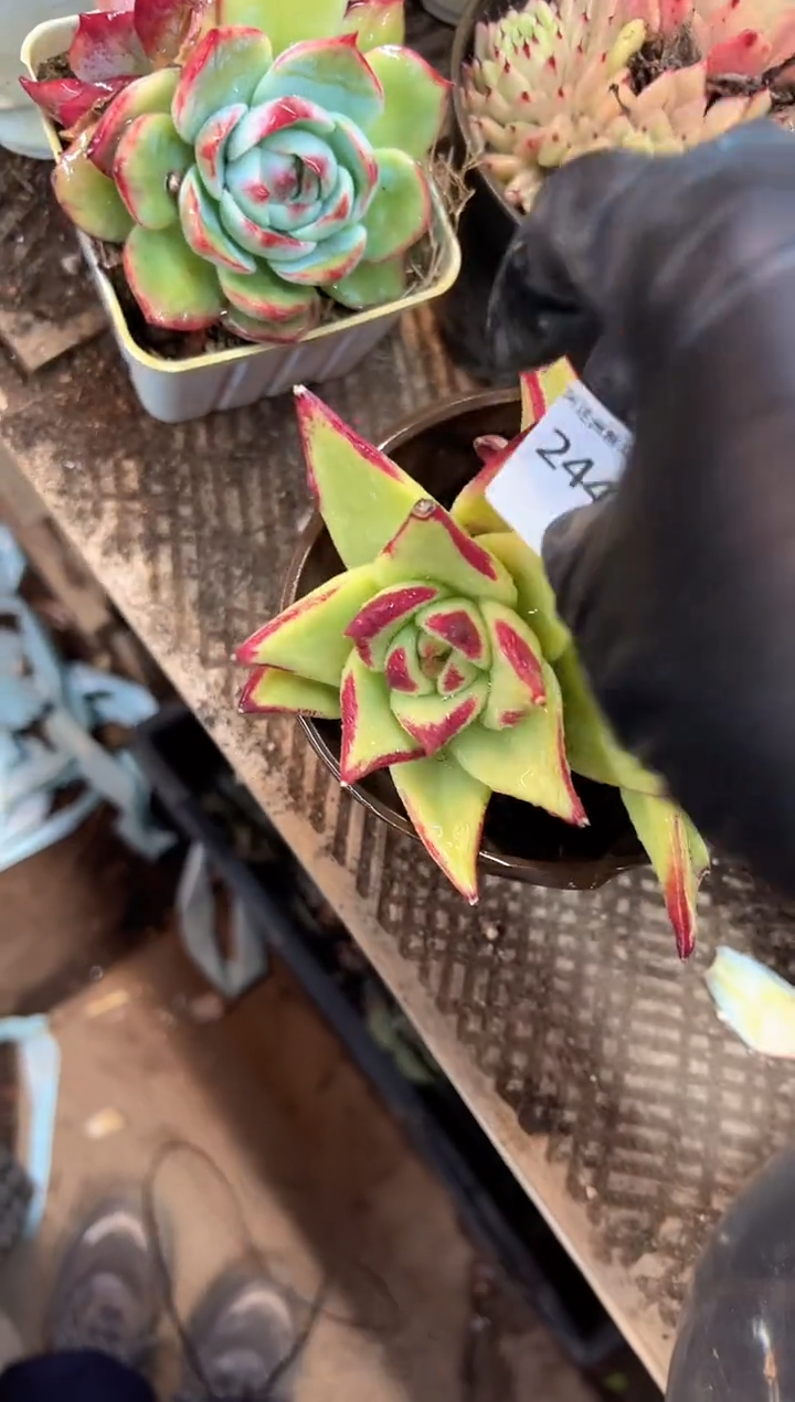 简*多肉植物一物一拍24431