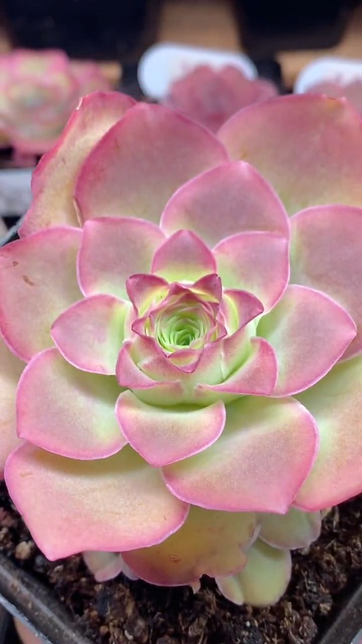 楹楹山地玫瑰/满侧芽228