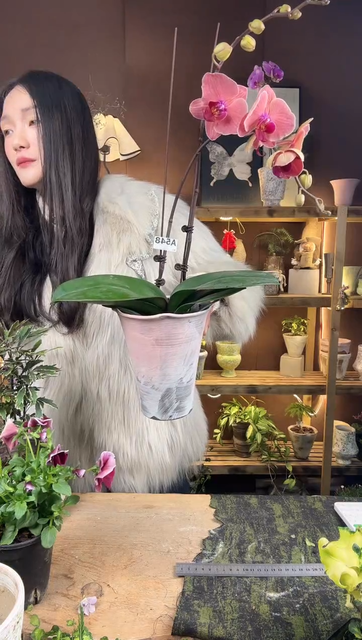 以实际为准●****猫548蝴蝶兰加盆一套