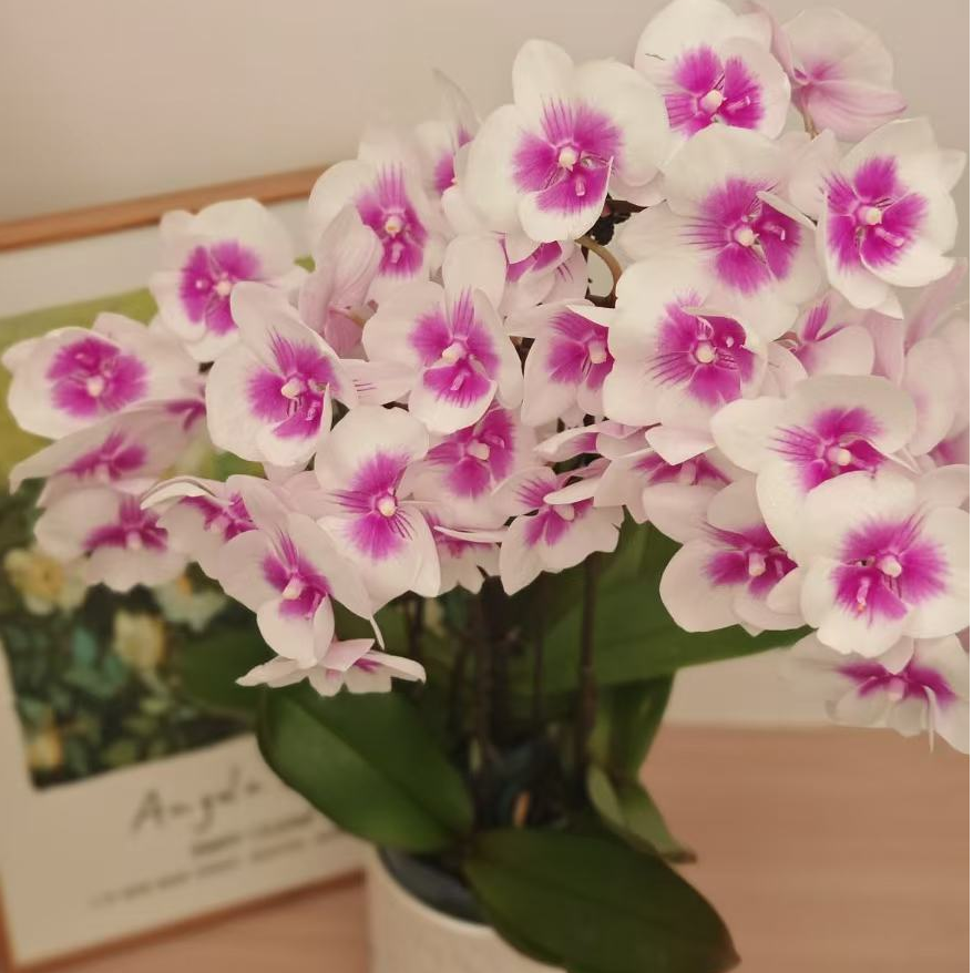 3.0寸双花剑【风筝】蝴蝶兰带花带花苞室内客厅花卉绿植盆栽好养活