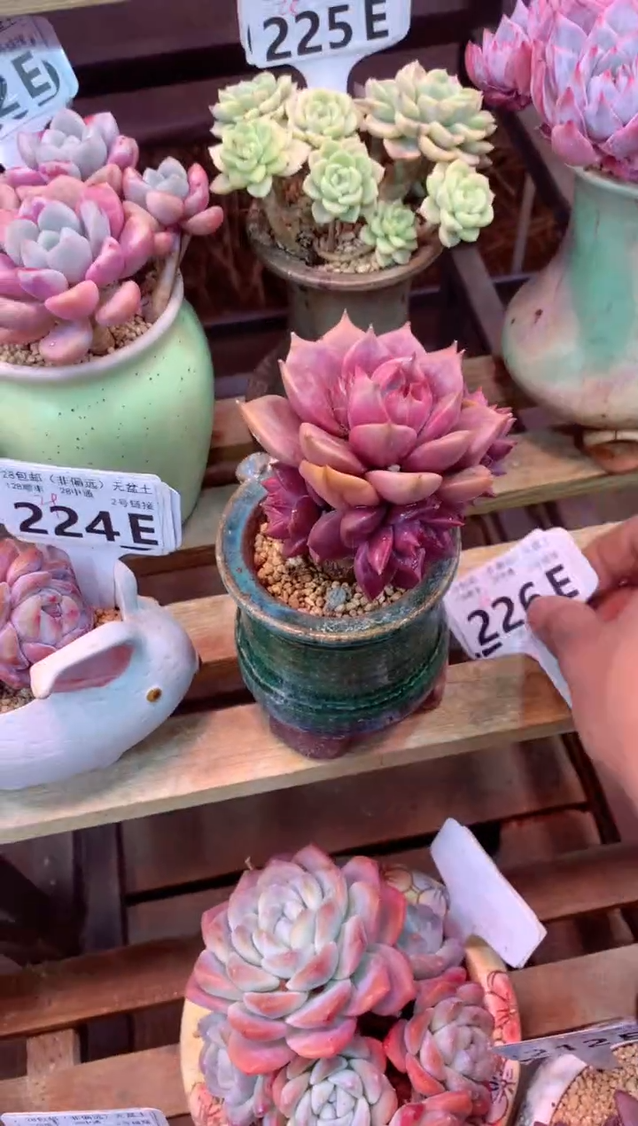 226E（一物一拍，精品多肉，w所见即所得 