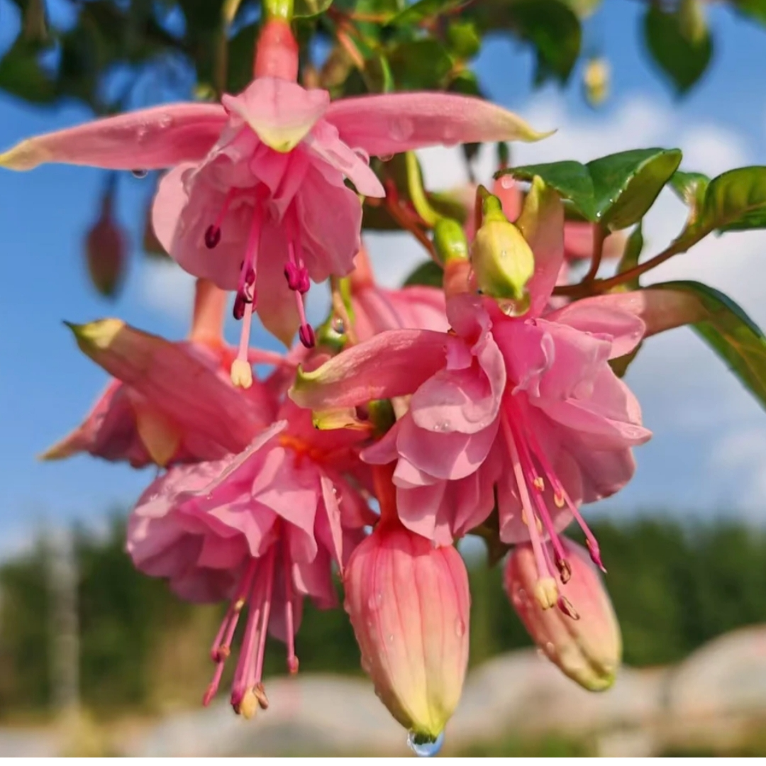 灯笼花【粉玫瑰】  棒棒糖造型盆栽植物 勤花机器 好养活
