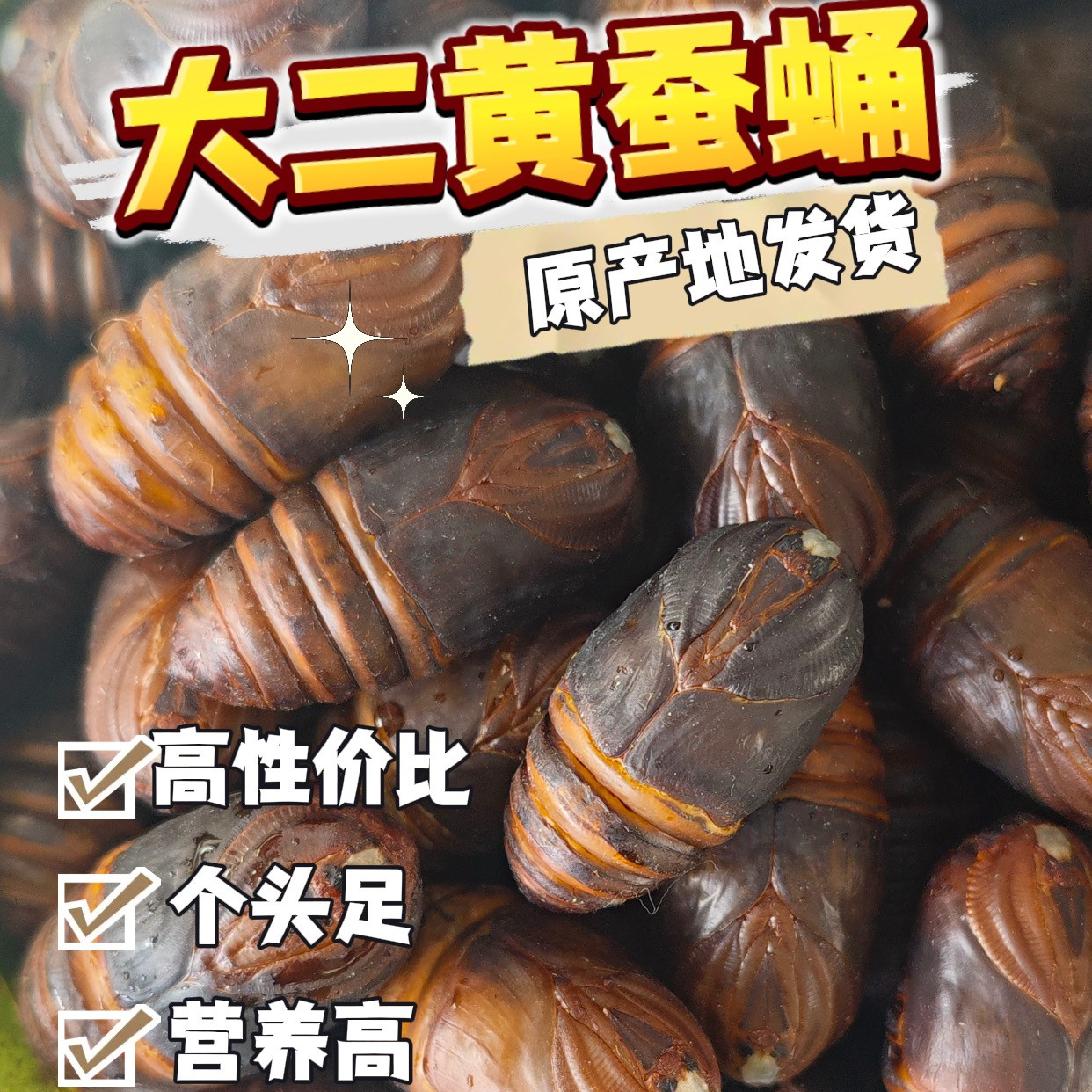 【大二黄】2025年新蛹鲜活蚕蛹东北茧蛹大二黄蚕蛹鲜活蚕蛹大蚕蛹