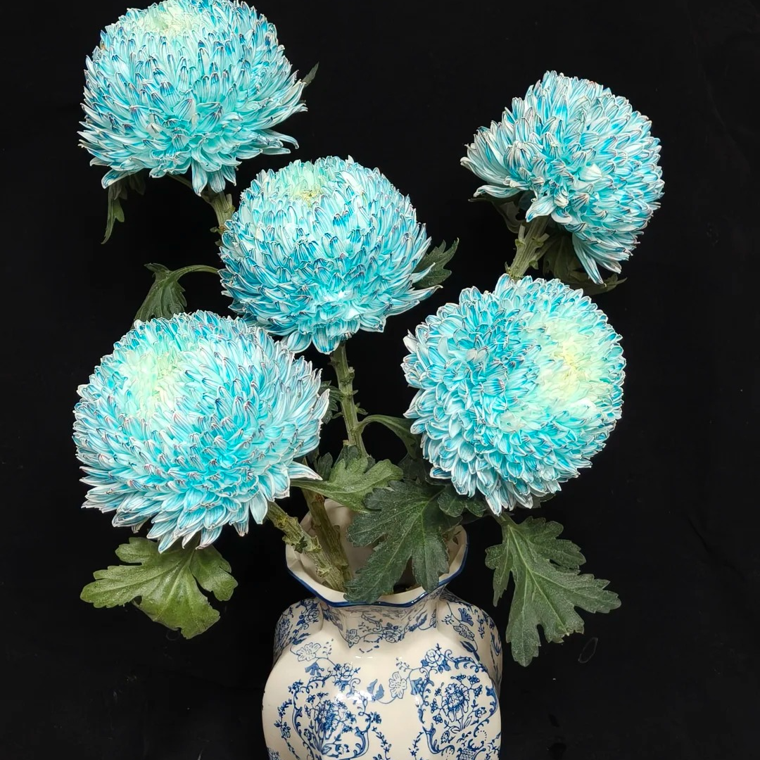 【花枝道】【牡丹菊】吸色鲜切花