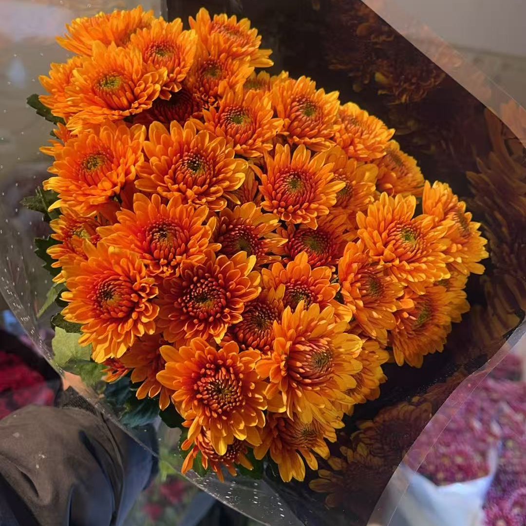 橘子千层 小雏菊全店任意N单一个运费