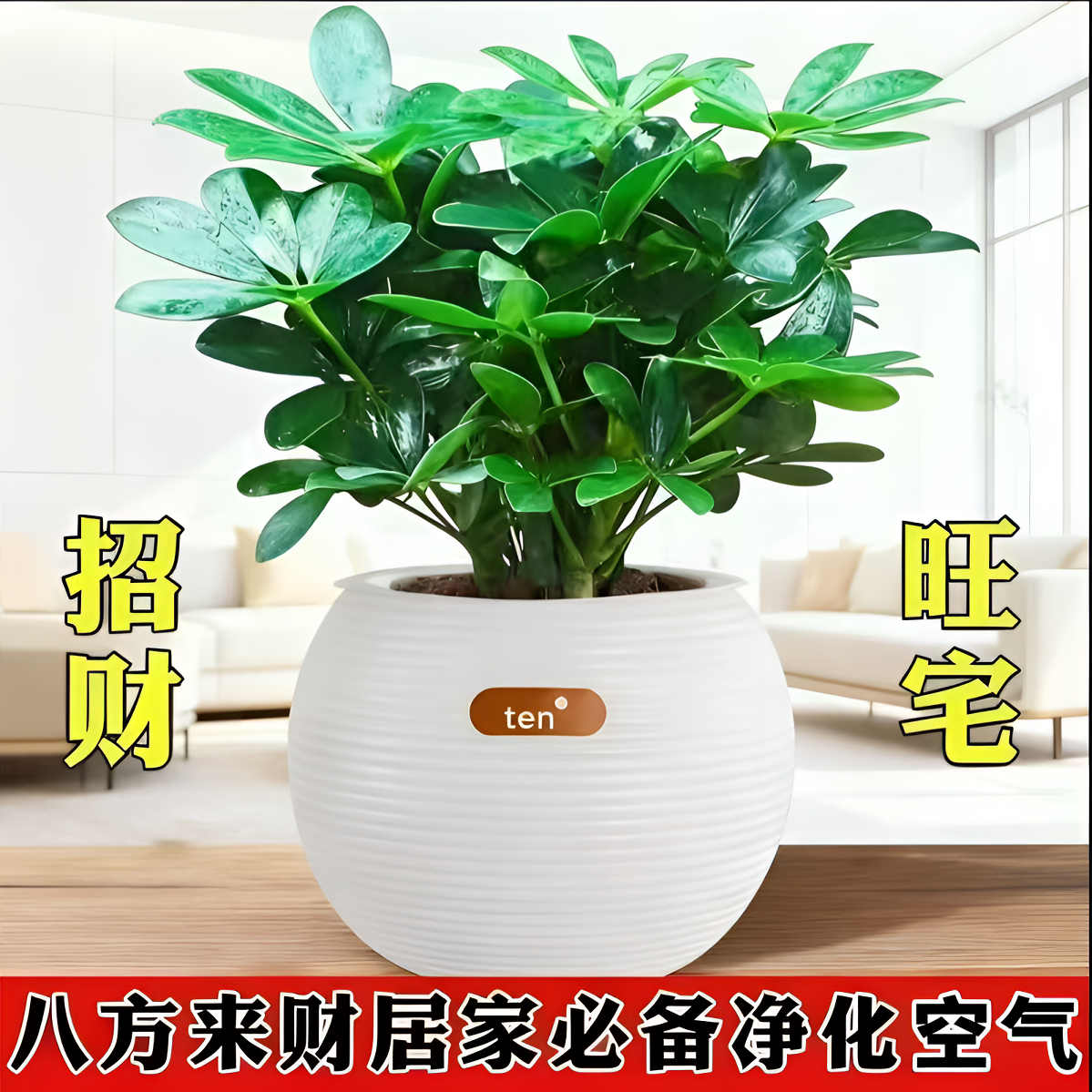 【带吸水盆】HG八方来财鸭脚木盆栽室内水培绿植四季常青净化空气