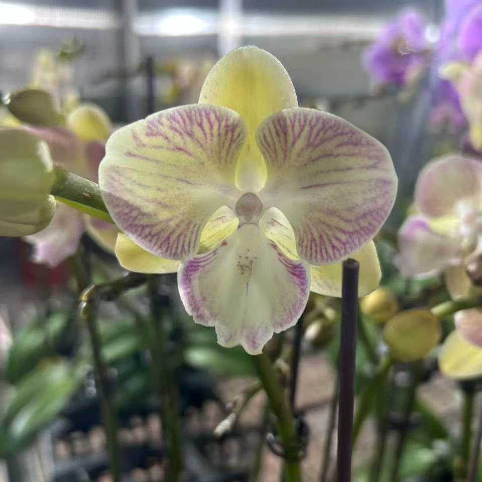 【花购】彩蝶 带花带花苞 