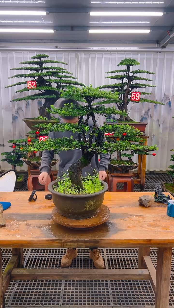 无花朵精品盆景直播间一物一拍